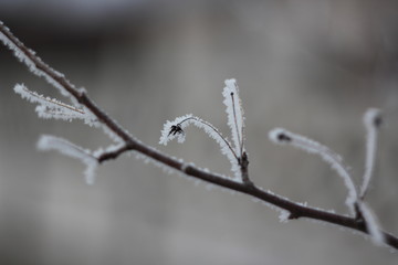 branch of tree covered with ice
