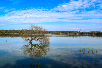 a tree reflection in a lake