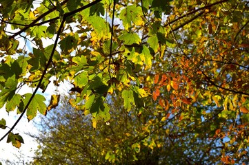 Colourful leaves on Autumn trees in the  park.