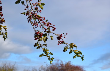 Winter trees with red berries on blue sky background.