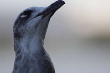 crow on rock