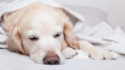 Bored sad golden retriever dog under light gray and white stripped plaid in contemporary bedroom. Pet warms under blanket in cold winter weather. Pets friendly and care concept.