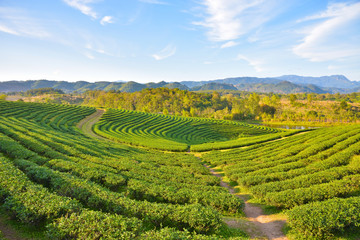 Rich tea plantations in Thailand