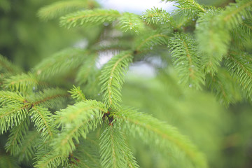 Beautiful evergreen fir tree branches with water drops