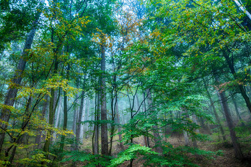 misty green forest