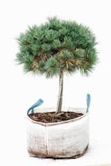 Potted tree on a white background