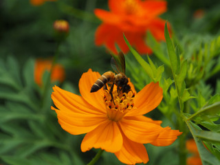 Bee Sucking Pollen of Cosmos Flower in Flower Garden