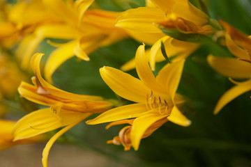 ニッコウキスゲ