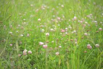 Beautiful clover field in Ukraine