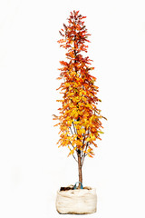 Potted tree on a white background