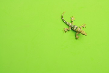 lizard shaped rubber toy in color background