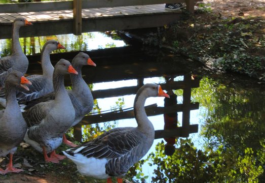 Troupeau d'oie pr&egrave;s d'un pont