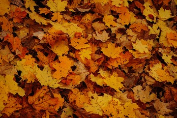 Fallen colorful maple leaves on the ground, selective focus