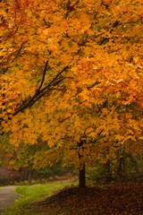 Autumn colors or Fall foliage, selective focus