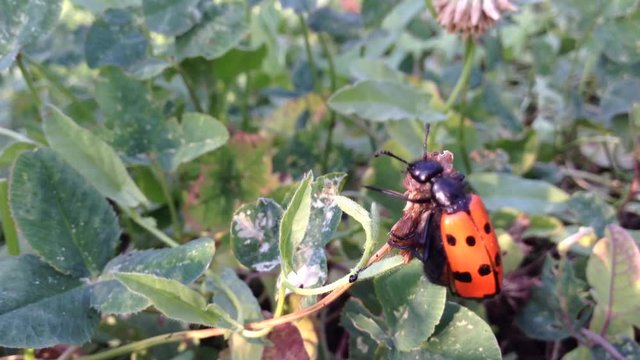 Big Red Crimean Bug Mylabris quadripunctata creeps in green clover close up