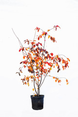 Potted tree on a white background