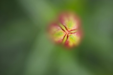 アジアンリリー