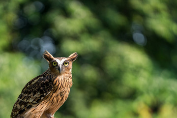 Buffy fish owl 