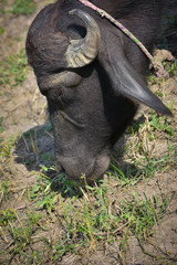 Indian buffalo grazing in the meadow