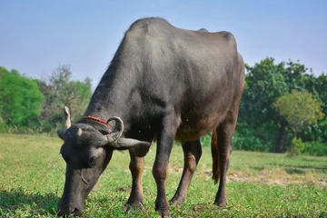 Photo sur Plexiglas Buffle Indian buffalo grazing in the meadow
