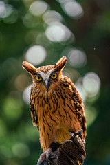 Portrait of Buffy fish owl 