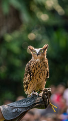 Vertical image of Buffy fish owl on a falconer's arm