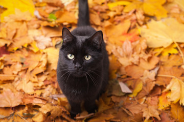 Naklejka na ściany i meble Green eyes black fur domestic cat in fallen leaves flat lay. Lucky pet in autumn nature. Copy space background.
