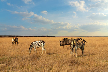 Fototapeta na wymiar Zebra African herbivore animal on the steppe grass pasture with bull and horse.
