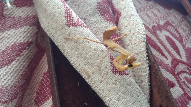 Big beige mantis religiosa eating a wasp on a carpet Close up 2
