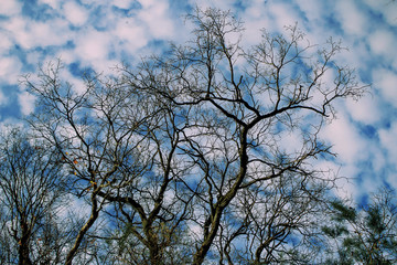 Dark leafless tree branches on blue sky background