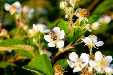 Himbeere Blüte  - Natur, Pflanze 