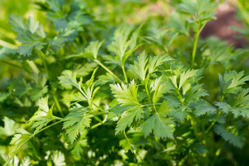 Fototapeta na wymiar Parsley grows luxuriantly in the garden. Green background of parsley leaves, top view close-up