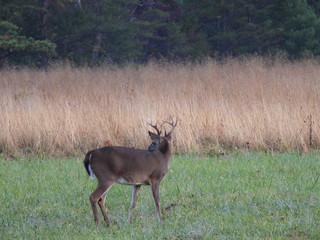 cades Cove, SMNP