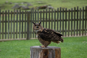 bird of prey