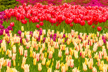 Tulip red and yellow flowers field in garden. Keukenhof park, Holland, The Netherlands.