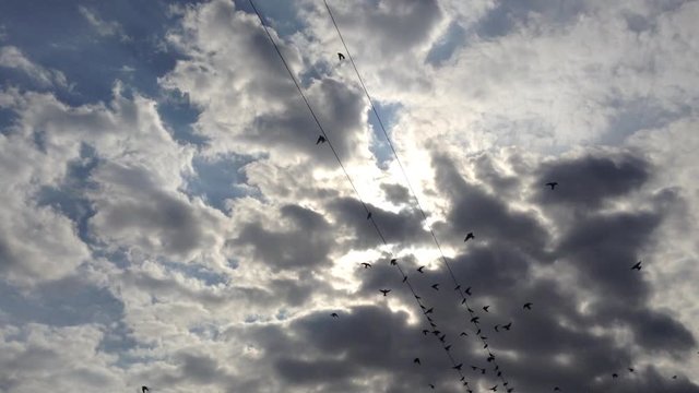 Big flock of swallows birds sit on wires and fly around in a blue sky & clouds 3