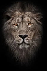 Foto op Aluminium Een gebleekte foto van een portret van een manen (haar) krachtige mannelijke leeuw in nacht duisternis met heldere gloeiende oranje ogen, geïsoleerd op een zwarte achtergrond © Mikhail Semenov