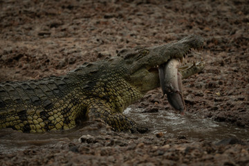 Close-up of Nile crocodile chewing a fish
