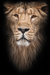 Fototapeta na wymiar Lion is a large predatory strong and beautiful cat with a magnificent mane of hair. isolated black background