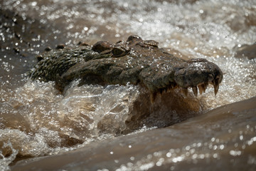 Close-up of Nile crocodile fishing in waterfall