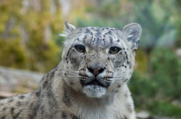 snow leopard looking