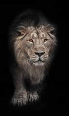 bleached  of a powerful maned male lion protruding from night darkness, black and white photo, a lion with bright orange eyes is isolated on a black background.