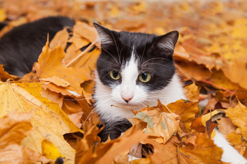 Green eyes black and white fur domestic cat in fallen leaves flat lay. Lucky pet in autumn nature.