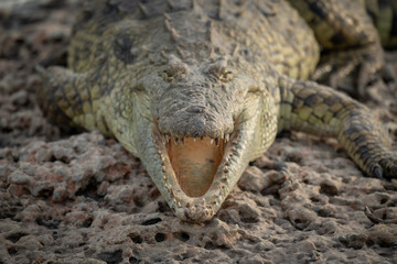 Close-up of Nile crocodile opening mouth wide
