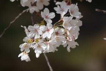 cherry blossom
