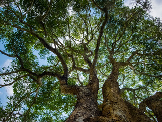 Big tree in a green forest and the sky is beautiful.