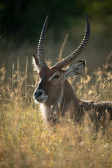 Close-up of male Defassa waterbuck lying down