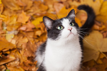 Green eyes black and white fur domestic cat in fallen leaves flat lay. Lucky pet in autumn nature.