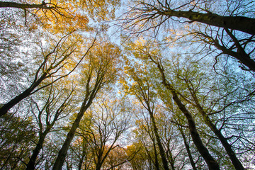 autumn walk in the forest fall colors