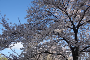 cherry blossom
